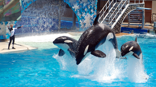 What will happen after animals are legally recognized as persons?